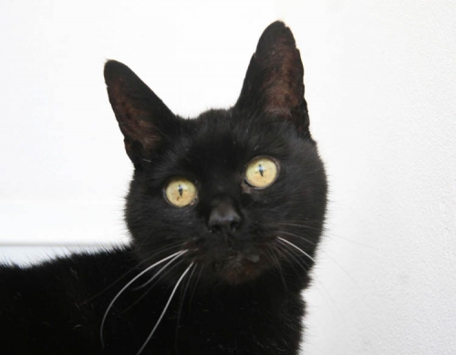 black cat Bath Cats and Dogs Home charity.jpg